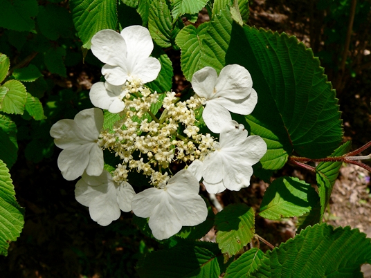 {Viburnum plicatum}